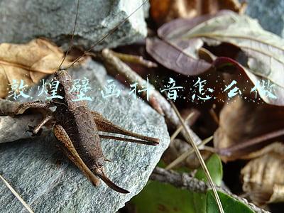 敦煌壁画抖音怎么做