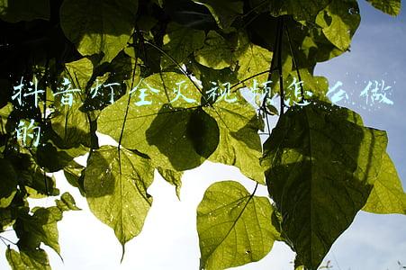 抖音灯全灭视频怎么做的
