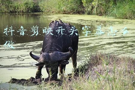 抖音剪映开头字幕怎么做