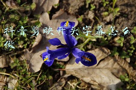 抖音剪映开头字幕怎么做