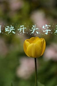 视频开头字幕(怎么在视频上加字幕？有哪些软件推荐？这一款就足够！)
