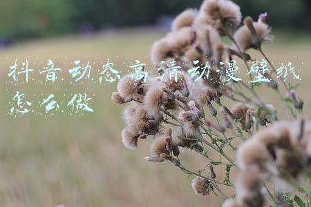 抖音动态高清动漫壁纸怎么做