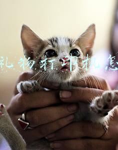 抖音上的打印机怎么做(火遍抖音小视频的咕咕机打印机，原来还可以这么玩？)
