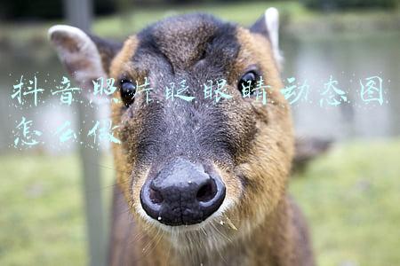 怎么让照片眨眼睛刷脸(让照片形成点头、眨眼等动作，两人破解人脸识别技术牟利获刑)