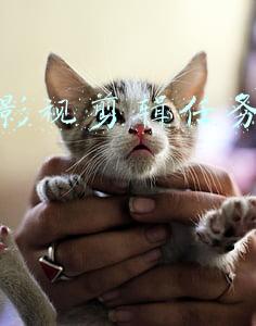 抖音如何接剪映任务(抖音中视频伙伴计划常见问题)