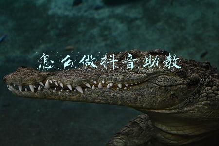 助教是做什么的(助教老师的工作是什么？带你一起体验助教老师的一天)