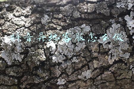 抖音异地客服(抖音开通老年客服专线 人工解答“触网”难题)