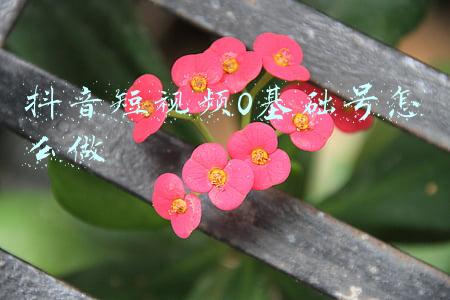 抖音短视频入门(抖音入门手册：我对抖音入门的一些看法和建议)