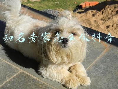 抖音有哪些大咖(抖音上那些舞蹈大咖，可能根本不会跳舞……)
