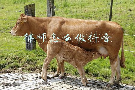 律师 抖音(我在抖音观察了5位律师，原来他们在聊这些)