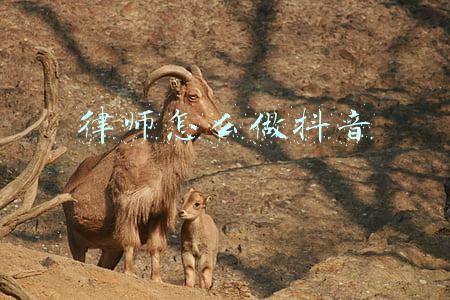 抖音上的律师靠谱吗(有借条就一定能胜诉？别再被抖音里的那些无良律师骗了)