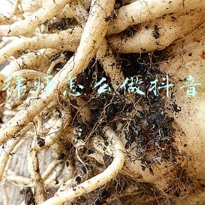律师怎么做抖音