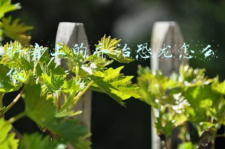抖音上的乔治恐龙怎么做