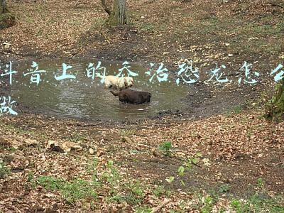 抖音上的乔治恐龙怎么做