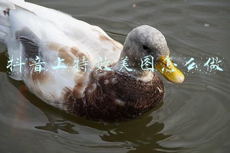 抖音上特效美图怎么做