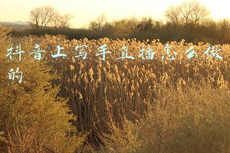 抖音直播写字(魏清华：自学书法 直播写字走红网络)
