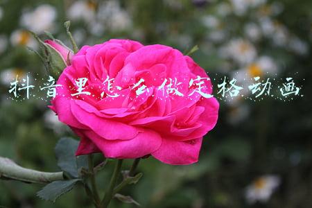 抖音里怎么做定格动画