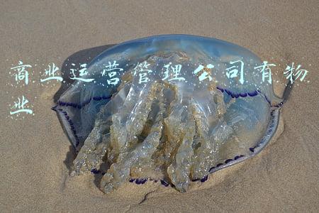 商业运营管理公司简介范文(龙湖第一个新航道要上市了 物业管理+商业管理)