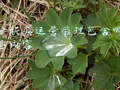 分析其运营管理包含哪些内容