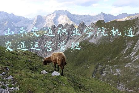 山东交通职业学院轨道交通运营管理