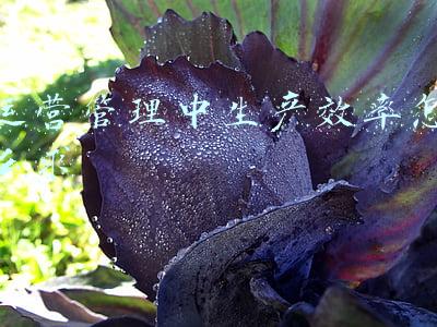 生产效率提升计划(生产计划与制造车间管理人员99%以上都不懂的作业顺序安排的知识)