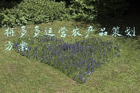 拼多多商品推广计划(拼多多推广计划如何进行数据分析？给你运营技巧)