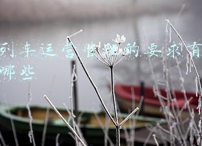 列车运行计划主要有哪几种(中老铁路客货齐旺 20天发送货物超5万吨)