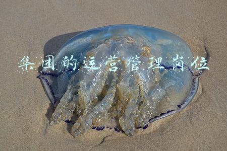 集团的运营管理岗位
