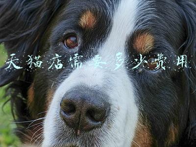 开一家天猫店需要多少钱（开一家天猫店需要多少费用）