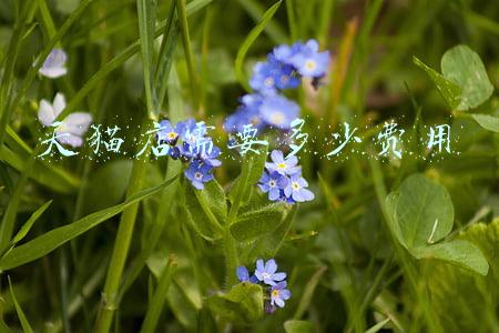 天猫店需要多少费用