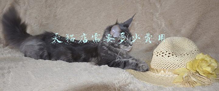 天猫店一年费用多少 天猫一年服务费多少钱