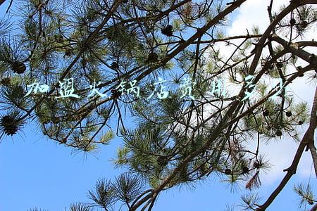 麻辣火锅加盟费需要多少钱，麻辣火锅加盟店多少钱