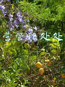 运营管理处处长