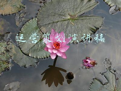 运营策划演讲稿