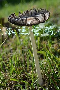 资本运营的方法(资本市场是如何运转的)