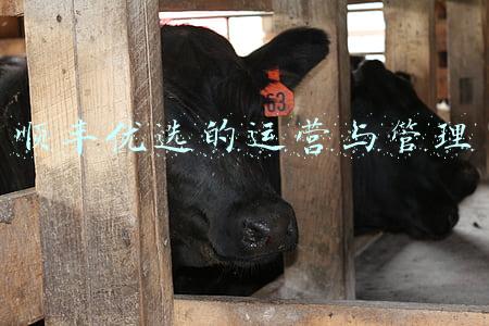 顺丰优选官网商城(顺丰优选全国大范围关店，顺丰快递的新零售梦是怎么碎的？)