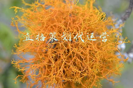 直播运营策划是做什么的(MCN公司短视频运营直播策划主播管理制度方案营销规划工作计划)