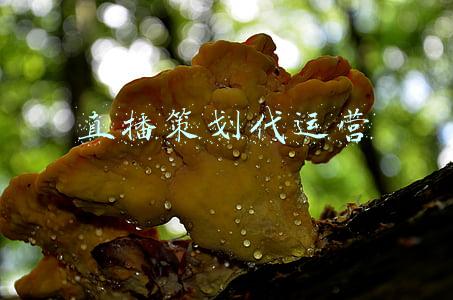 直播策划代运营