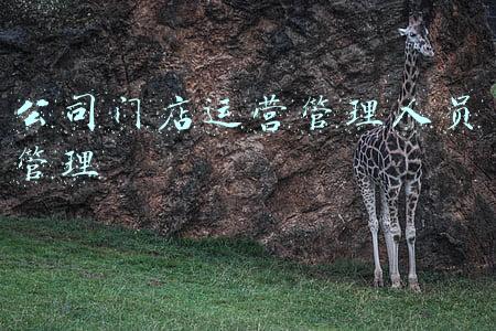门店设计公司(秋鹊鸣阳—美学空间缔造者，新锐空间设计独角兽)