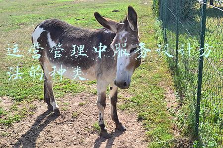 会计记账方法的种类(简单易学，5分钟学会记账分类)