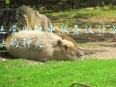 传播学研究方法种类(2021年新闻传播学学科研究发展报告)