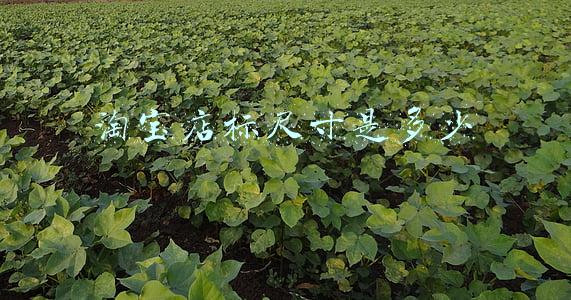 淘宝的尺寸《淘宝的尺寸怎么设置》