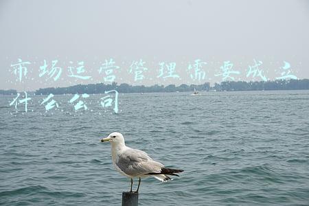 市场运营管理需要成立什么公司