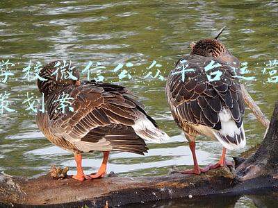 学校微信公众平台运营策划案