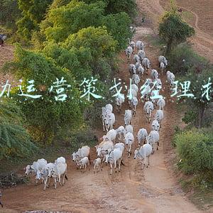 活动运营策划经理招聘