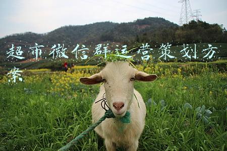 超市微信群运营策划方案