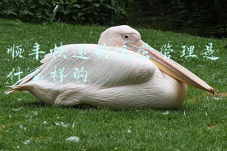 顺丰快递的运营管理是什么样的