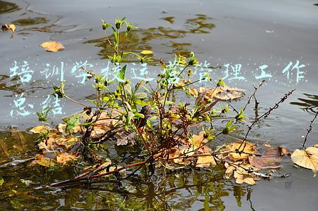 培训学校运营管理工作总结