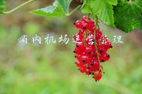 省内机场运营管理