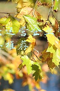 嘉峪关运营企业管理咨询信息推荐